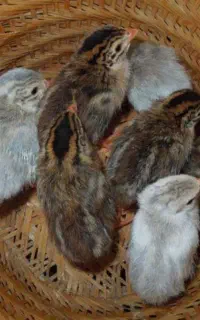 جوجه مرغ شاخدار