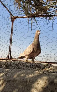 کبوتر نه تا باهم دوتومن