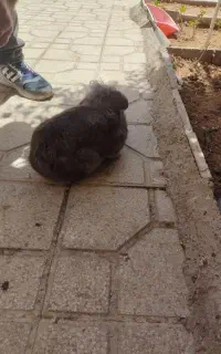 خرگوش لپ عالی خانگی اصل