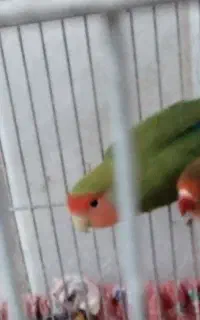 سلام جفت یک میلیون