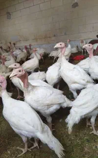 بوقلمون پرواری