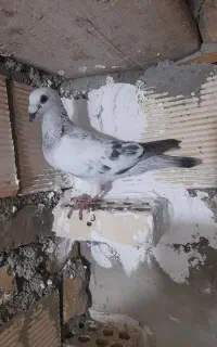 کبوتر
