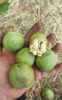 گردوی درجه ۱