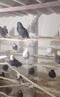 کفتر