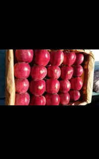 سیب درجه یک فروش عمده