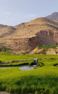 فروش نشا برنج هاشمی و عنبر بو اصل حوزه مارون کلات