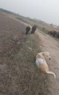 سگ گوسفندی