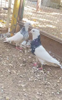 کبوتر طوقی