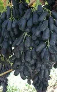 نهال انگور موندراب پسته بادام گیلاس هلو