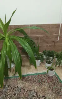 گل موزی چند گل دیگر