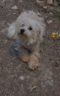 سگ بیستی