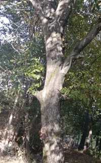 چوب گردو
