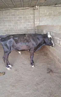 گوساله نر خارجی