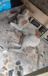 گربه تصادفی