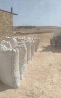 فروش کاه گندم دیم نوراباد