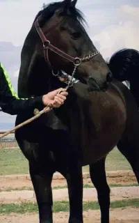 اسب نریون درهشور