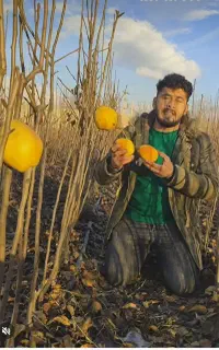 درختچه ارقام یکتا نهال خوشه ای پر بار دورگل