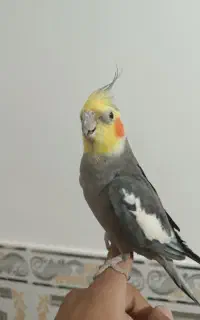 عروس هلندی نر