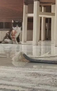 واگذاری گربه کوچولورایگان