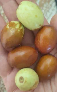 فروش عناب