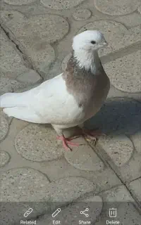 کبوتر ماده گم شده خیابان نهم