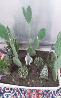 گل طبیعی  باغچه کاکتوس .  ورق بزنید