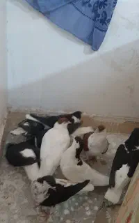 کبوتر چپ ساده سیاه
