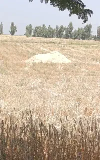 کاه کمباین درجه یک