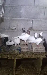 کبوتر