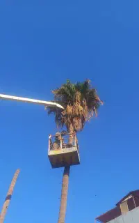 بریدن انواع درختان ونخل هرسکاری اره بالابر چمن نی