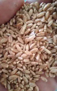 گندم بذری دیم طلا  درجه یک
