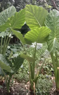 فروش باباادم یوگا