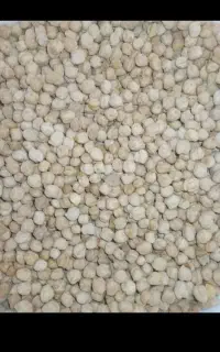 فروشی نخود خیار