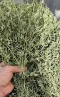 یونجه خشک