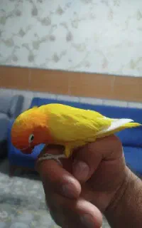 طوطی پرنده برزیلی خوش رنگ
