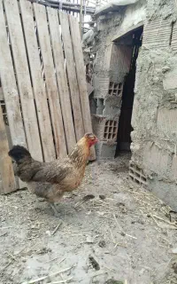 مرغ های  کاکلی