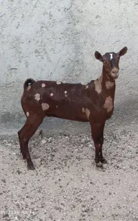 کهره پچی خطی اصل