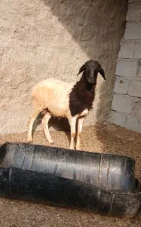 غوچ ۱۰ کیلو گوشت