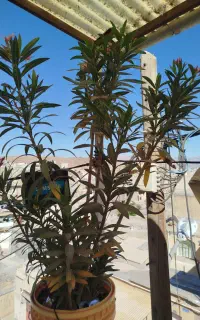 ژاله