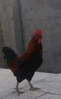 مرغ محلی اصل خروس بزرگ جوجه محلی
