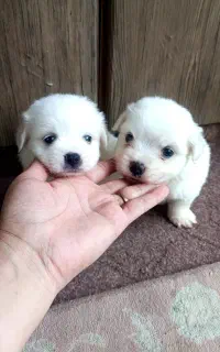 شیتزو عروسکی سایز ریز نرو ماده