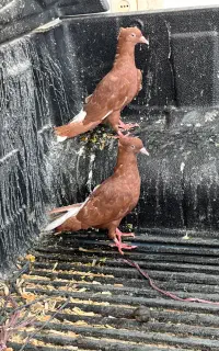 دوتا نر سرخ دم سفید ۷ بنده