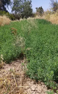 یونجه