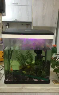 آکواریوم  مارک درسا