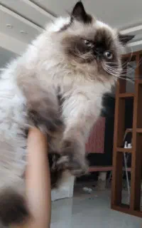 واگذاری گربه پرشین