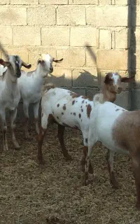 بزه سومال