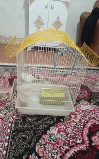 قفس کامل عروس هلندی