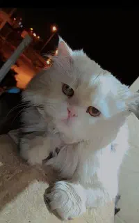 گربه سفید پرشین گمشده مژدگانی خوب هرکسی پیدا کنه