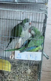 راهب سبز