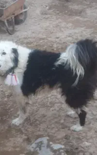 نروماده قدرجونی